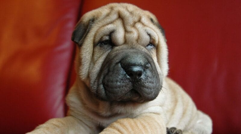 racas-de-cachorro-enrugados