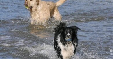 <strong>Conheça as 10 raças de cachorros mais inteligentes do mundo</strong> racas-de-cachorro-mais-inteligentes