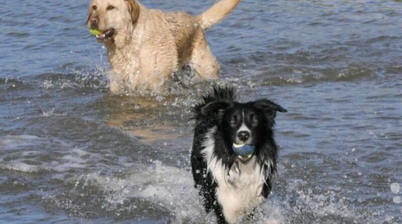 racas-de-cachorro-mais-inteligentes