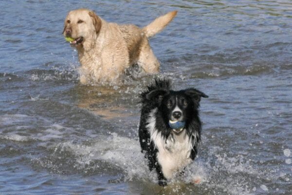 racas-de-cachorro-mais-inteligentes