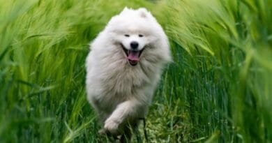 <strong>Raça de cachorro Samoieda</strong> samoieda