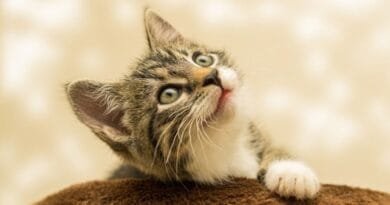 <strong>Adoção de gato: O que você precisa saber?</strong> Adocao-de-gato