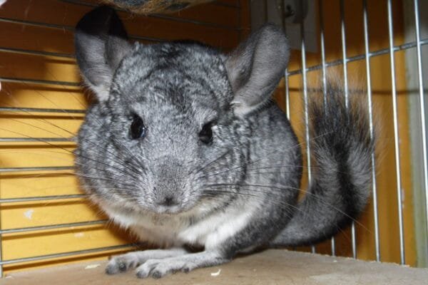 <strong>Descubra como cuidar de uma Chinchila</strong> Chinchila