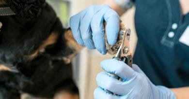 <strong>Como cortar as unhas de seu cachorro em casa: passo a passo</strong> Cortar-as-unhas-do-cachorro-em-casa