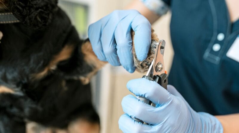 Cortar-as-unhas-do-cachorro-em-casa