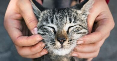 <strong>15 curiosidades sobre gatos que vão te surpreender</strong> Curiosidades-sobre-gatos