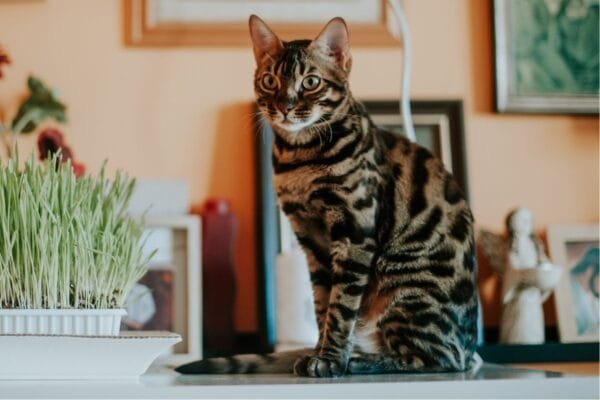 <strong>Conheça o Gato Bengal: um animal exótico e amistoso</strong> Gato-Bengal