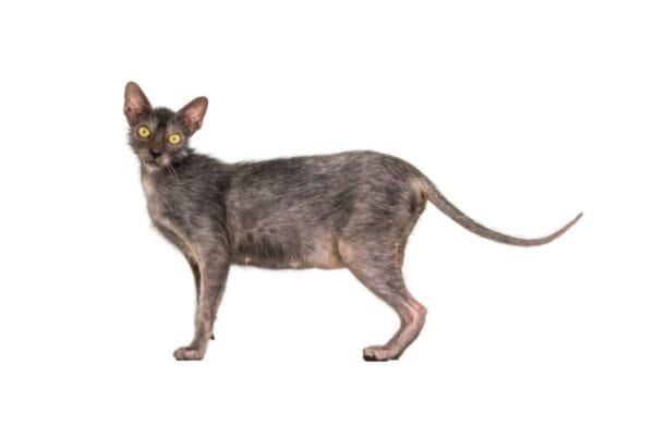 <strong>Descobrindo o Gato Lykoi - O Famoso "Lobisomen Felino"</strong> Gato-Lykoi