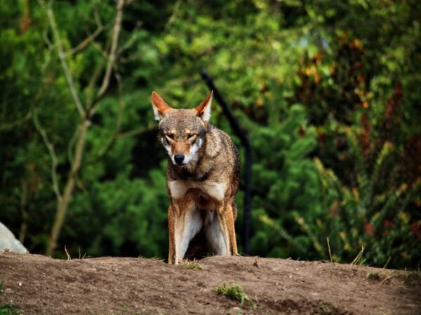 <strong>8 espécies de animais que correm o risco de desaparecer para sempre</strong> Lobo-vermelho