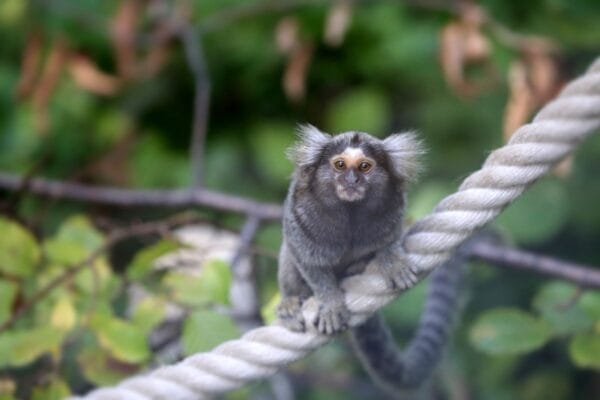 Macaco Sagui: Conhecendo a vida desse pequeno primata exótico - KitabPet