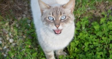 <strong>Entendendo o Miau: Porque os Gatos Miam?</strong> Por-que-os-gatos-miam