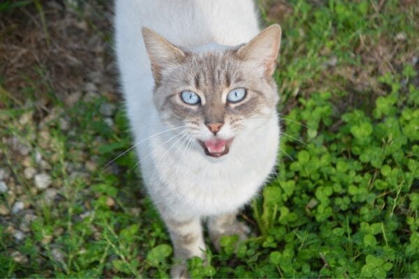 Por-que-os-gatos-miam