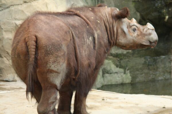 Rinoceronte-de-sumatra