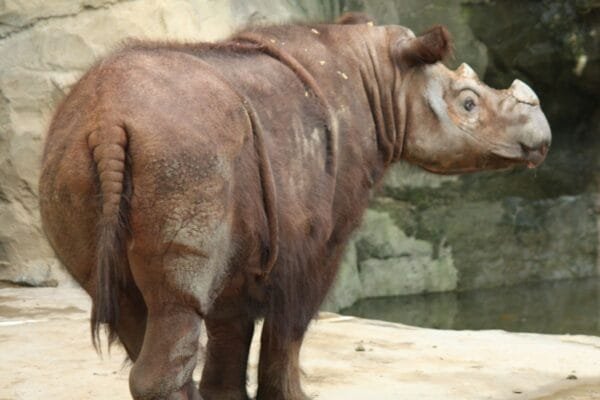 <strong>8 espécies de animais que correm o risco de desaparecer para sempre</strong> Rinoceronte-de-sumatra