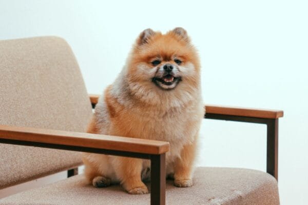 <strong>Conheça a raça de cachorro Spitz Alemão</strong> Spitz-Alemao
