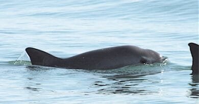 <strong>8 espécies de animais que correm o risco de desaparecer para sempre</strong> Vaquita