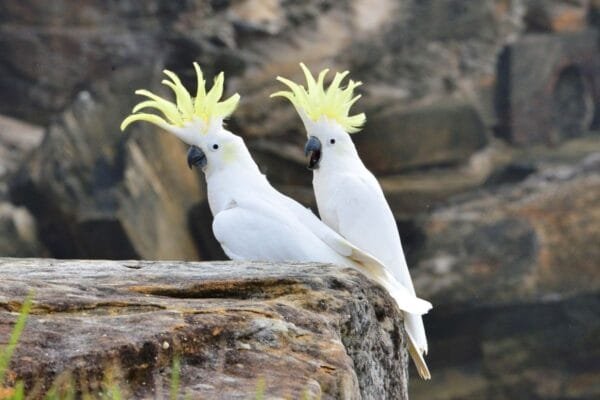<strong>A beleza e encanto da Cacatua</strong> cacatua