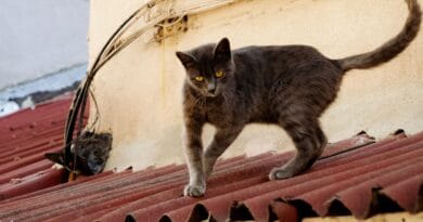 miado-de-gato-no-cio