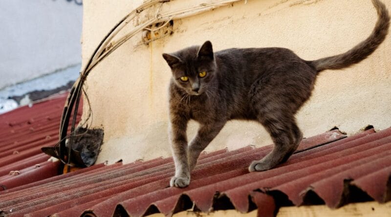 miado-de-gato-no-cio