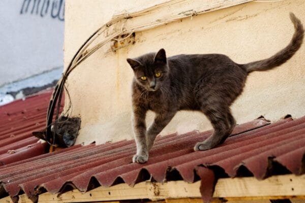 <strong>Miado de gato no cio: como acalmar seu animal de estimação</strong> miado-de-gato-no-cio