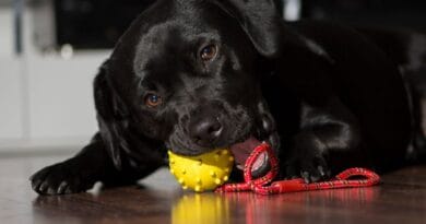 mordedor-para-cachorro