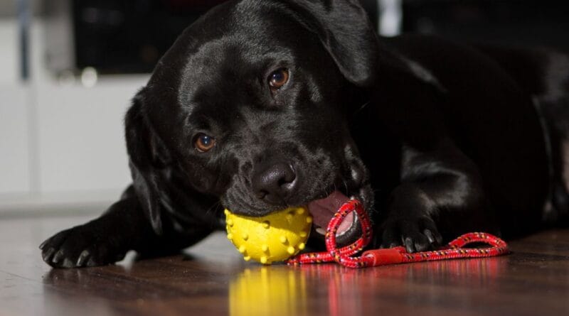 mordedor-para-cachorro