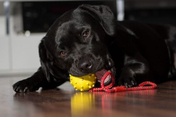 Mordedor para cachorro: um item essencial para os cuidados de seu pet mordedor-para-cachorro