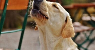 <strong>Porque os cachorros uivam? Saiba os 3 principais motivos</strong> por-que-os-cachorros-uivam