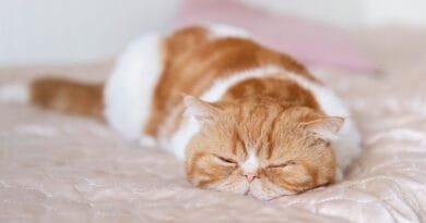 <strong>Por que os gatos mexem a cauda enquanto dormem?</strong> porque-os-gatos-mexem-a-cauda