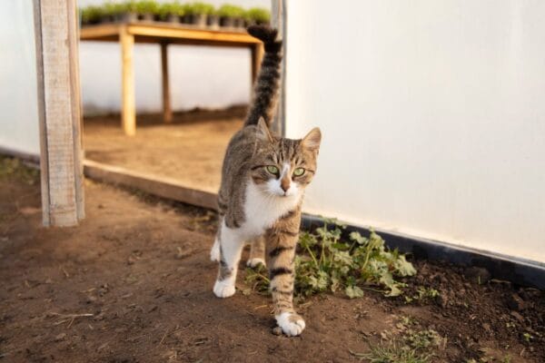 porque-que-os-gatos-enterram-as-fezes