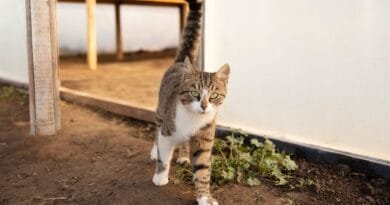 <strong>Entenda porque os gatos enterram as fezes</strong> porque-que-os-gatos-enterram-as-fezes