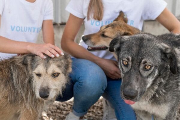 <strong>Conheça as regras da adoção de animais e saiba como adotar um!</strong> regras-da-adocao-de-animais