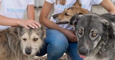 <strong>Conheça as regras da adoção de animais e saiba como adotar um!</strong> regras-da-adocao-de-animais
