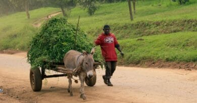 <strong>Projeto de lei criminaliza o uso de veículos movidos à tração animal</strong> uso-de-veiculos-movidos-a-tracao-animal
