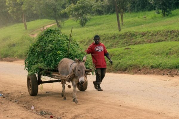 <strong>Projeto de lei criminaliza o uso de veículos movidos à tração animal</strong> uso-de-veiculos-movidos-a-tracao-animal