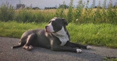 O American Bully: uma Raça Dócil e Forte American-Bully