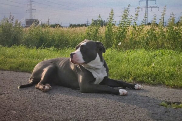 Conheça o american bully, um cão forte, companheiro e gentil