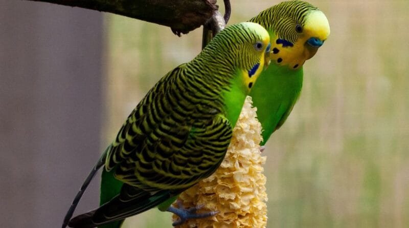 Periquito-australiano