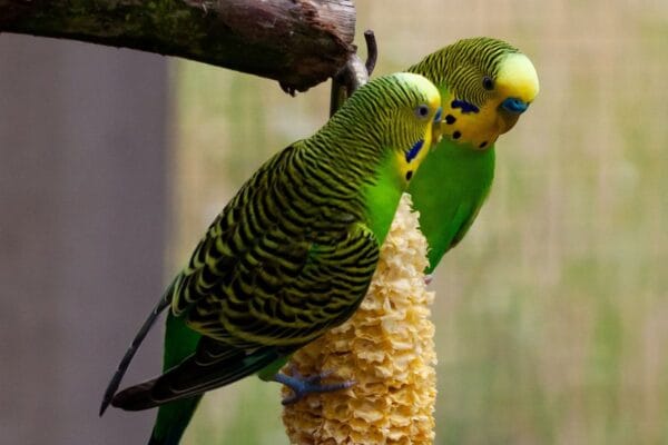 Periquito-australiano