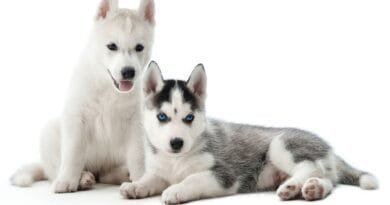 Raça de cachorro Husky Siberiano raca-de-cachorro-Husky-Siberiano