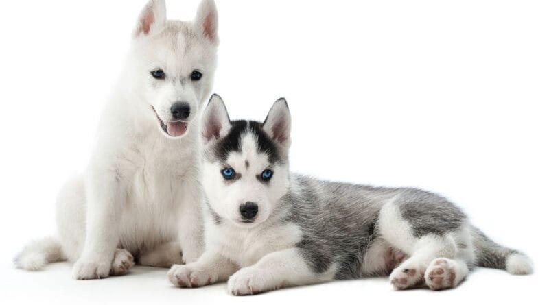 raca-de-cachorro-Husky-Siberiano