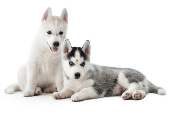raca-de-cachorro-Husky-Siberiano