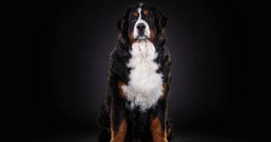 <strong>Conheça as 13 raças de cachorro grande mais populares</strong> raca-de-cachorro-grande