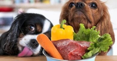 Alimentação natural para cães: benefícios e como fazer Alimentacao-natural-para-caes