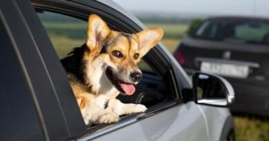 Maio amarelo: veja como transportar seu pet de maneira segura no carro Maio-Amarelo