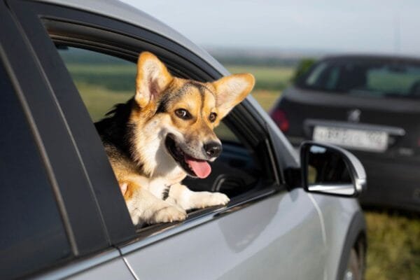 Maio amarelo: veja como transportar seu pet de maneira segura no carro Maio-Amarelo