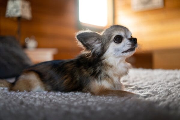 Menor cão do mundo: descubra os recordistas no Guinness Book Menor-cao-do-mundo