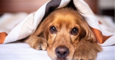 Tudo-sobre-cio-da-cadela