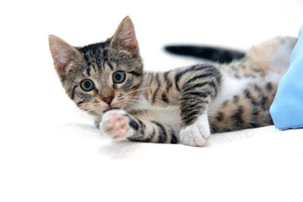 Por que os gatos têm medo de pepino? por-que-os-gatos-tem-medo-de-pepino