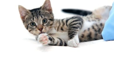 por-que-os-gatos-tem-medo-de-pepino